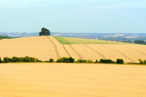 Paul Nash and the Wittenham Clumps: Walk and Talk 9 September 2017