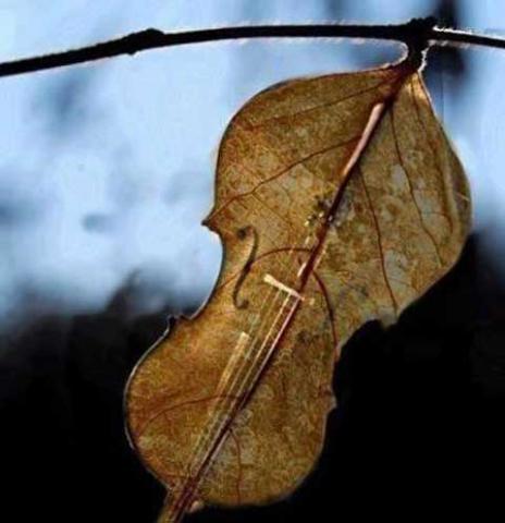 Violin Leaf