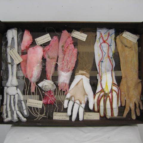 Dissected Forearm and Hand, 2018