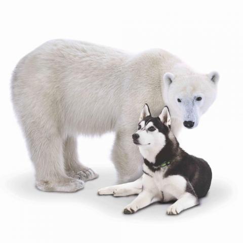 A polar bear stands with a husky sitting comfortably by its side 