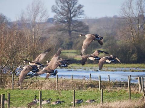 Canada Geese taking off at Eythrope