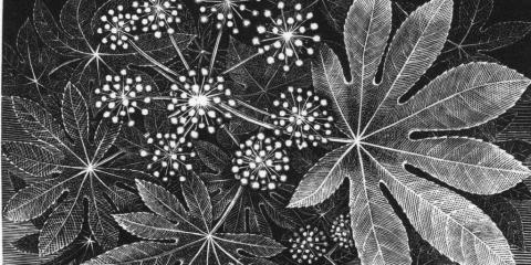 Wood Engraving by Terry Browne entitled "Fatsia Japonica"