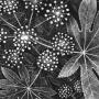 Wood Engraving by Terry Browne entitled "Fatsia Japonica"