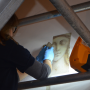 A female using a tool to reveal eighteenth-century wall paintings 
