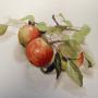 Simply apples - watercolour